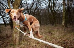 世界上走钢丝最快的狗