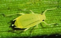 世界上繁殖最快的昆虫