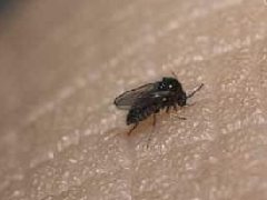 世界上最小的蚊子
