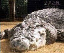 世界上最重的鳄鱼