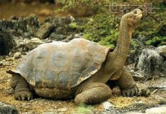 世界上最重的象龟