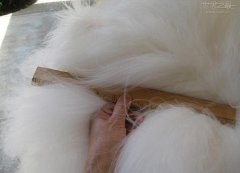 世界上毛最长的兔子