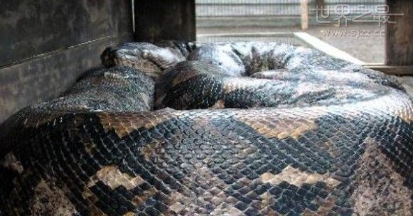 世界上最大的死蛇