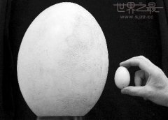 世界上最大的蛋