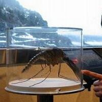 世界最大蚊子被中国捕获