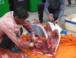市民当街杀白海豚，场面极为残忍