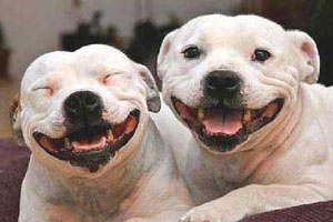 那些爱笑的狗狗们。。。
