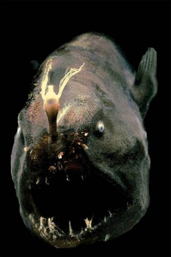 世界上最可怕的鱼4www.youqu5.com