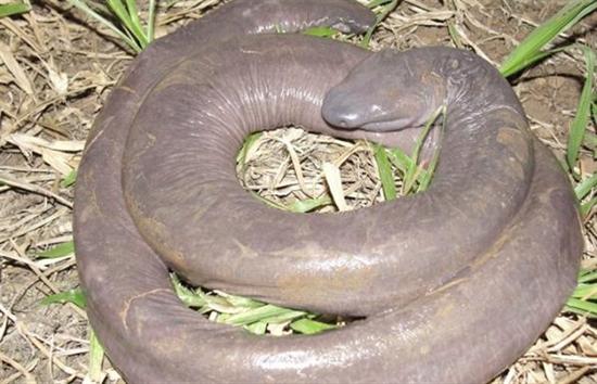 在巴西发现的古怪罕见的阴茎蛇5