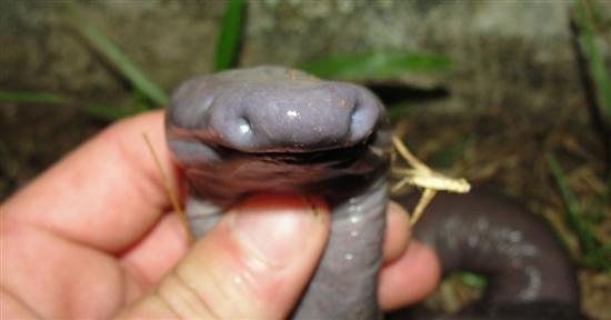  的古怪阴茎蛇发现在巴西4
