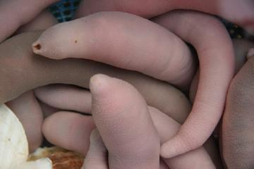 在巴西发现的古怪罕见的阴茎蛇7