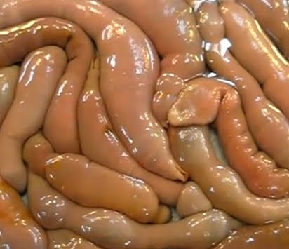 在巴西发现的古怪罕见的阴茎蛇8