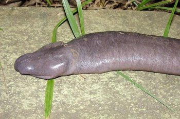 恶心！在巴西发现的古怪罕见的阴茎蛇图片