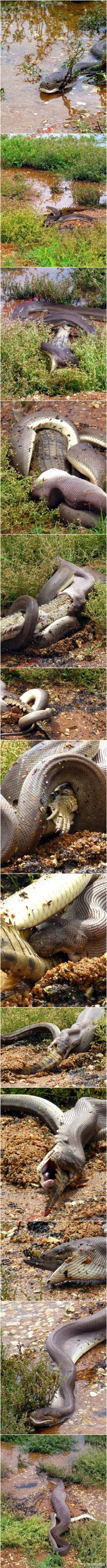 蟒蛇吞下鳄鱼全过程 震惊！
