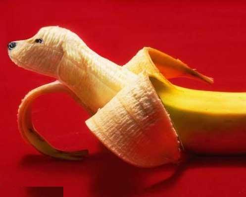香蕉狗Photoshop处理