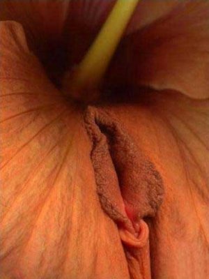 长得像女性阴部的植物趣图(3)