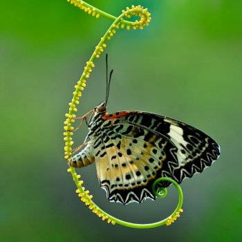 蝴蝶图片,美丽的蝴蝶摄影作品欣赏(20张图)(3)