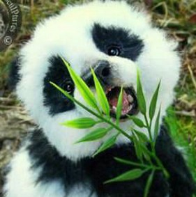 这小动物萌萌哒可爱熊猫