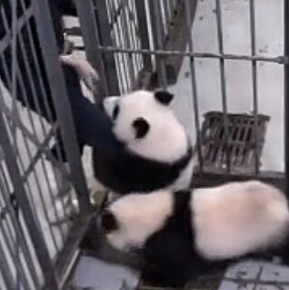 超萌熊猫抱大腿不要锁门！