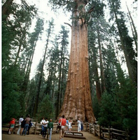 世界第一大树在哪里 探访世界第一大树