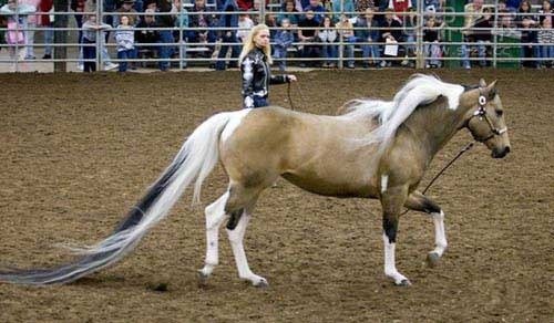 世界上尾巴最长的马