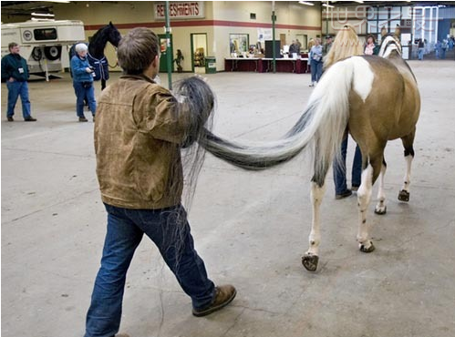 世界上尾巴最长的马