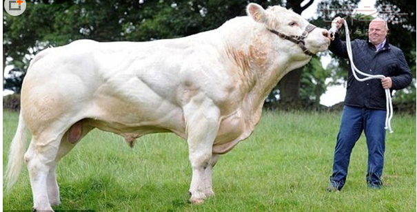 世界上最大的牛