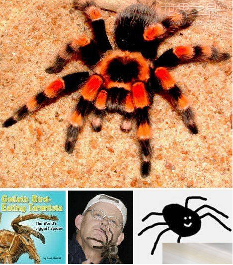 世界上最长寿的蜘蛛