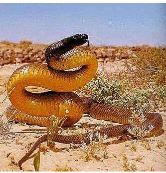世界第一毒蛇