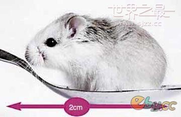 世界上最小的老鼠
