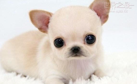 世界上最小的狗种