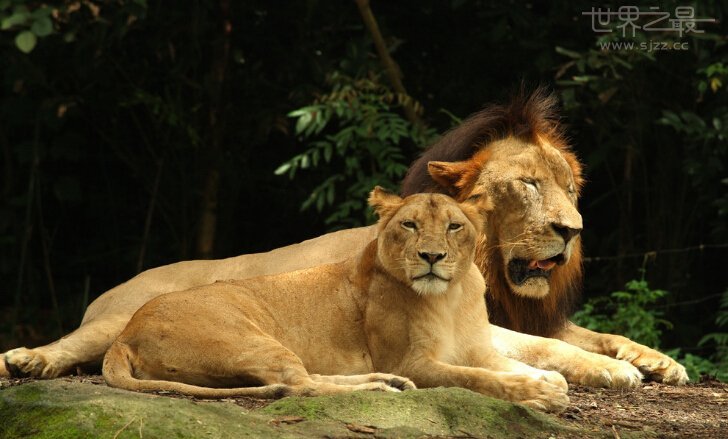 世界上最重的狮子