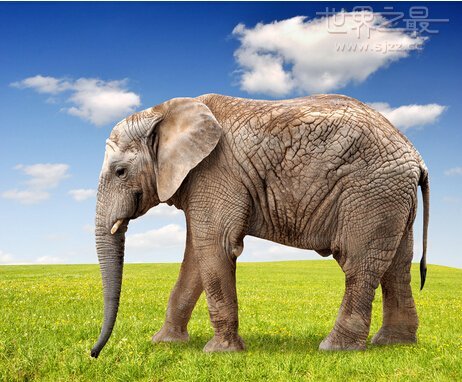 世界上最重的大象 世界上最重的非洲象