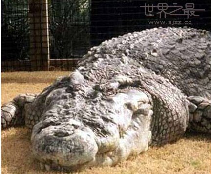世界上最重的鳄鱼