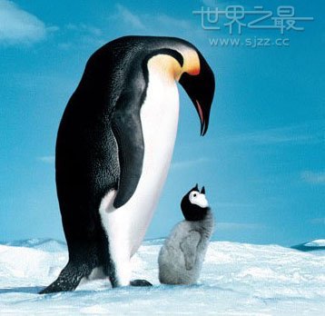 世界上最大的企鹅