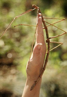世界上最长的虫