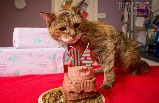 全世界最长寿的猫