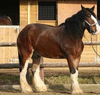 世界上最重的马