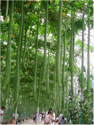 世界上最长的丝瓜 世界上最长的丝瓜有多长