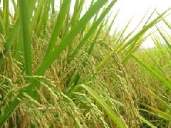 世界水稻最高产量