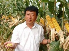 世界玉米最高产量