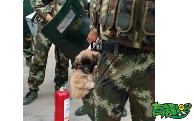 便携式警犬……萌萌哒 - 每日囧图,搞笑图片,幽默笑话,搞笑段子,爆笑图片