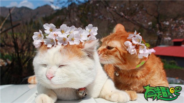 日本人爱猫绝非只是爱宠物这么简单，日本人把猫当作神，杀猫也犯法 - 冷知识,搞笑图片,幽默笑话,搞笑段子,爆笑图片
