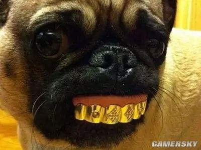 宠物的牙齿也是纯金的