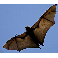 马来大狐蝠世界最大的蝙蝠