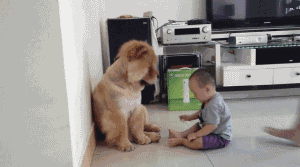 动态图片狗狗与孩真会玩呀（搞笑GIF动态图小孩与狗狗~）