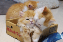 三只萌猫嬉戏动态图