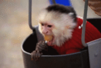 桶里吃糖的猴子
