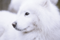 白色的大狗动态图