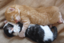 两只小猫春睡图